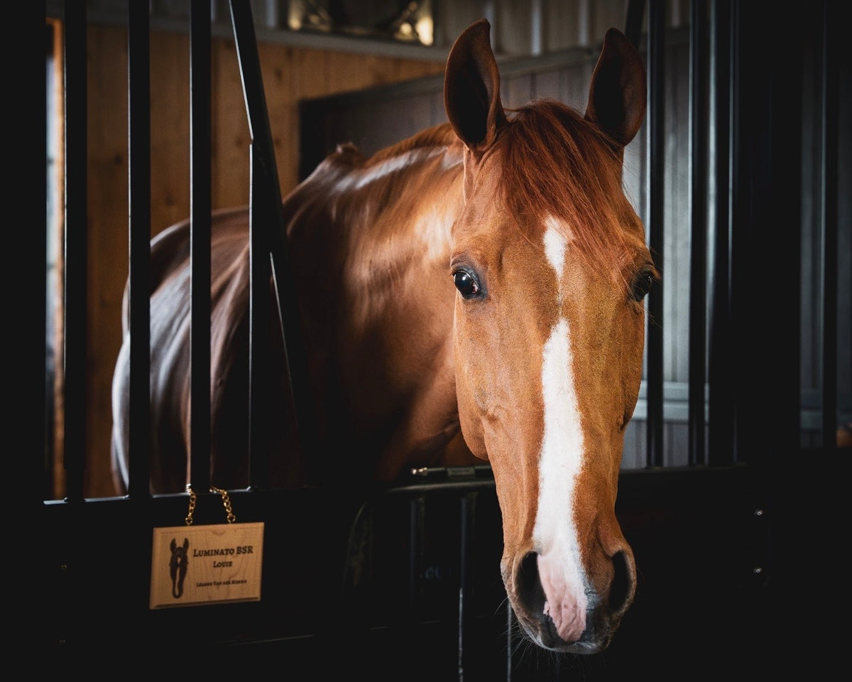 Wooden Stall Plates - Canter Craft