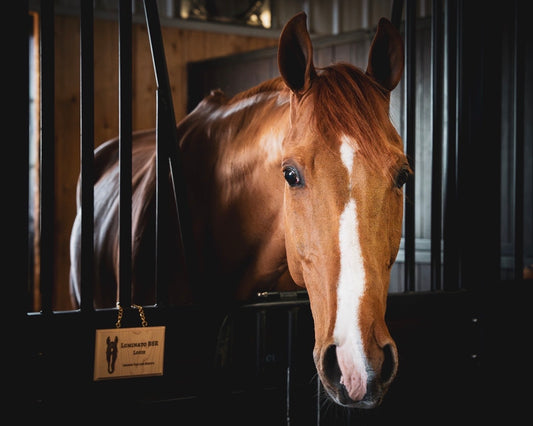 Wooden Stall Plates - Canter Craft